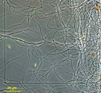 Hydrogenobaculum acidophilum的圖片