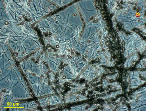 Hydrogenobaculum acidophilum的圖片