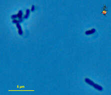 Hydrogenobaculum acidophilum的圖片