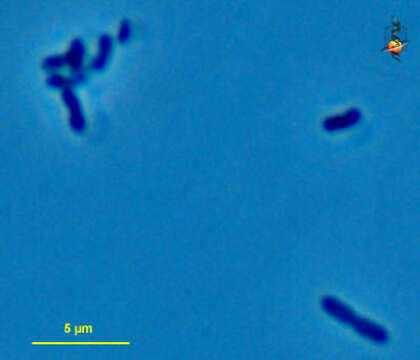 Hydrogenobaculum acidophilum的圖片