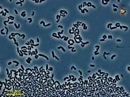 Image of unidentified Anaerocellum group bacteria