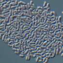 Image of unidentified Anaerocellum group bacteria