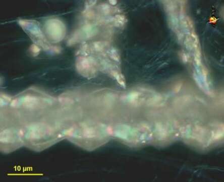 Hydrogenobaculum acidophilum的圖片