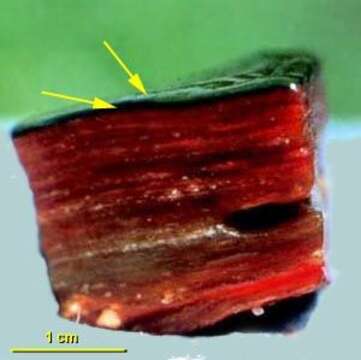 Image of Synechococcaceae