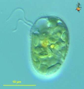 Image of Cryptomonas pyrenoidifera