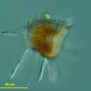 Image of Dinoflagellate