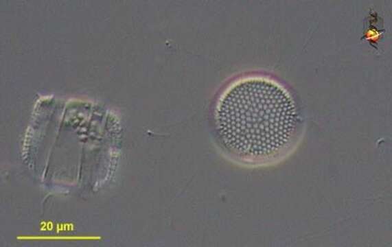 Image of Coscinodiscanae