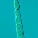 Image of Cyanobacterium