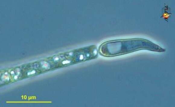 Image of Cylindrospermopsis G. Seenayya & N. Subba Raju 1972