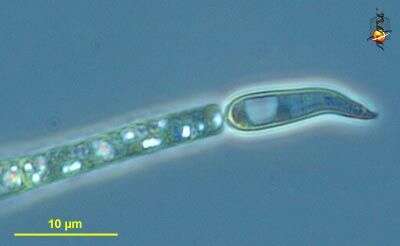 Image de Terrabacteria