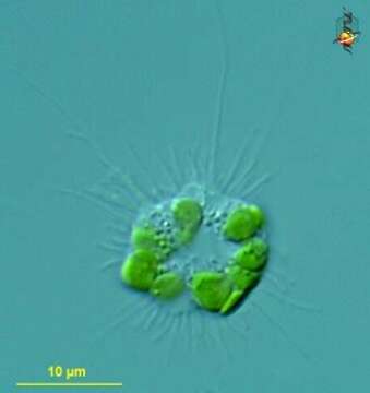 Image of Gymnochlora K. Ishida & Y. Hara 1996