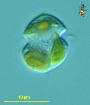 Karlodinium veneficum的圖片