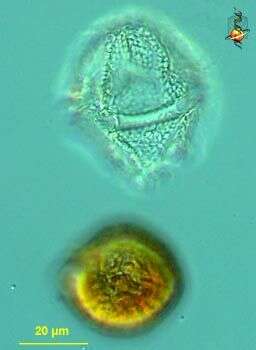 Imagem de Lingulodinium polyedra