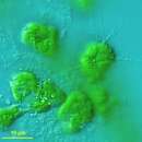 Image of Amorphochlora amoebiformis