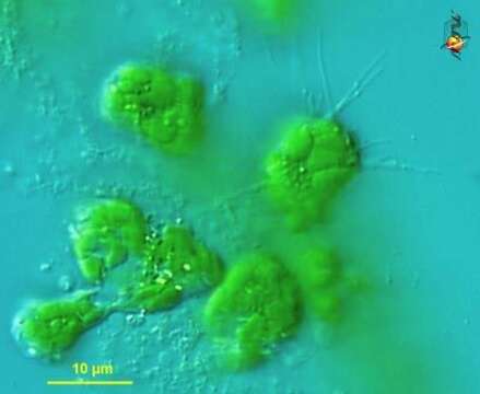 Image of Amorphochlora amoebiformis