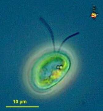 صورة Mesostigma viride