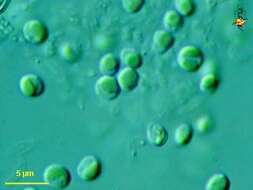 Image of eustigmatophytes