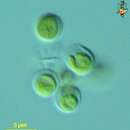 Plancia ëd Prasinococcus capsulatus