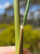 Image of Austrostipa nodosa (S. T. Blake) S. W. L. Jacobs & J. Everett