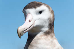 Image of Amsterdam Albatross