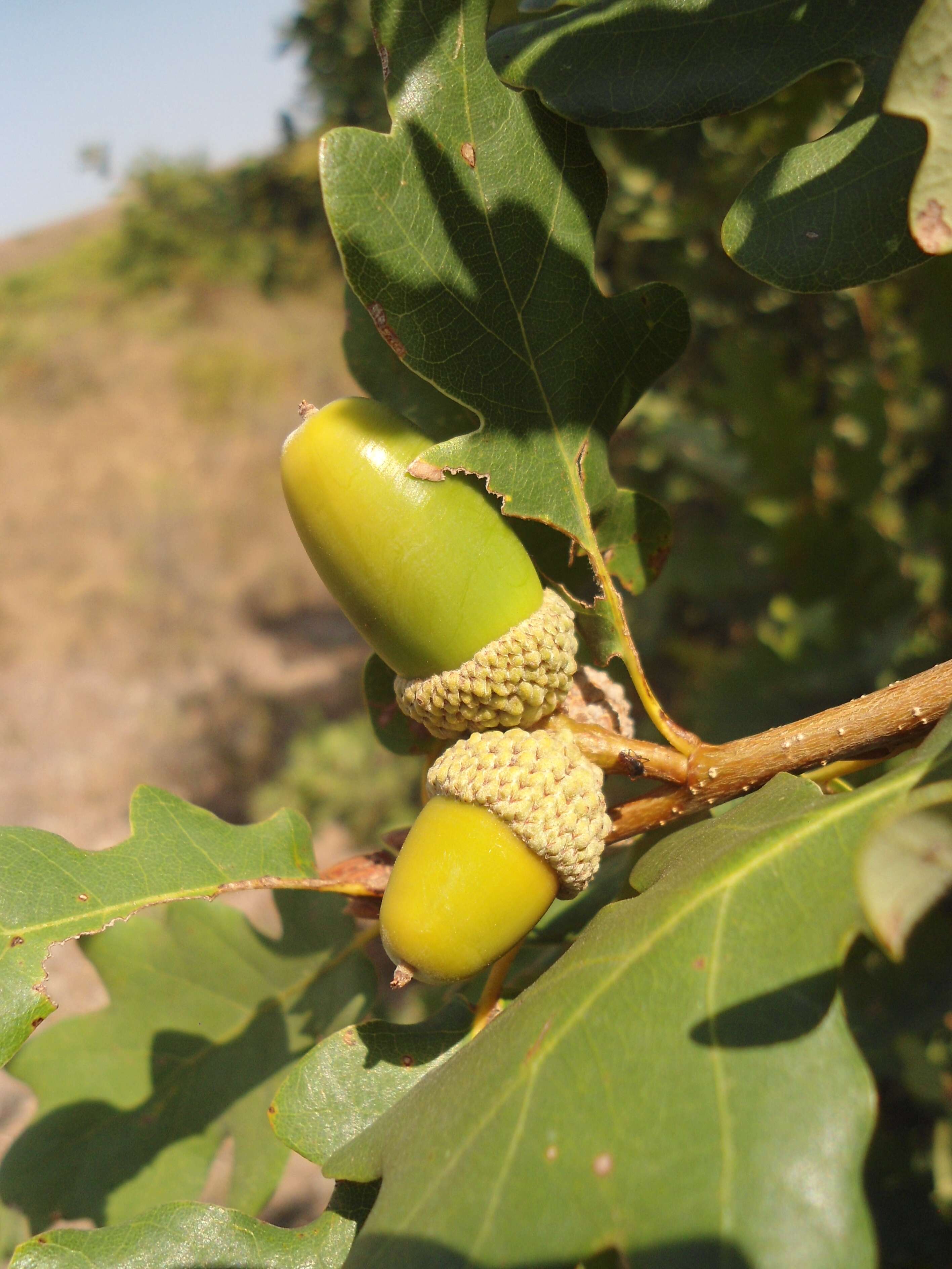Image of Dalechamp's Oak