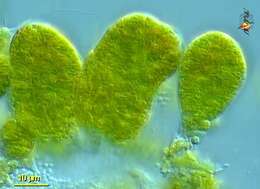 Image of Rhizochromulinaceae C. J. O'Kelly & D. E. Wujek