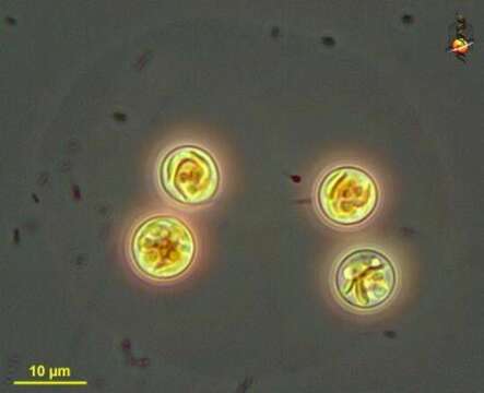 Image of Stichogloea Chodat 1897