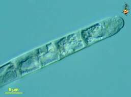 Image of Oscillatoriophycideae