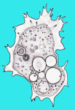 Image of Acanthamoebidae