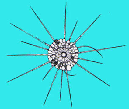 Image of Actinophrys sol