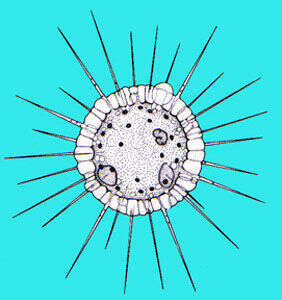 Image of Actinophryida