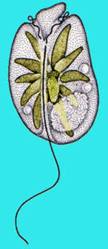 Image of Amphidinium operculatum