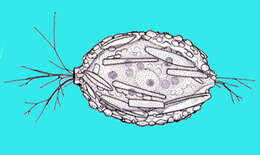 Image of Labyrinthulomycetes