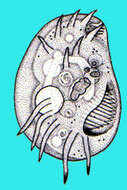 Image of Aspidiscidae