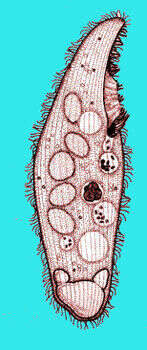 Image of Blepharismidae