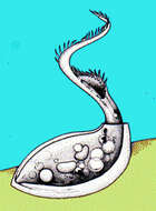 Image of Spirofilidae