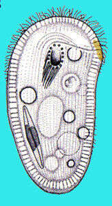 Image de Chlamydodontida