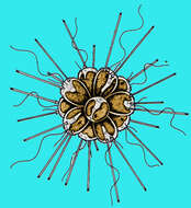 Image of Synuraceae