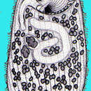 Image of Climacostomum Stein 1859