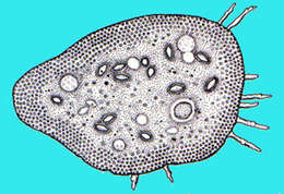 Image of Centramoebia