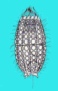 Colepidae resmi