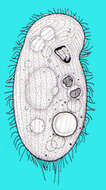 Image of Turaniellidae