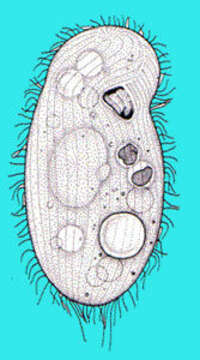 Turaniellidae resmi