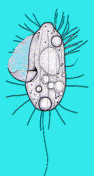 Image of Cyclidium O. F. Müller 1773