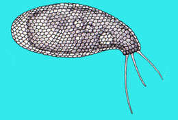 Image of Cyphoderiidae