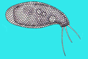 Image of Cyphoderiidae