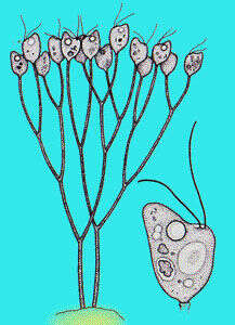 Image of Dendromonas F. Stein 1878