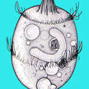 Image of Didinium nasutum