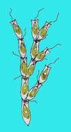 Image of Dinobryaceae