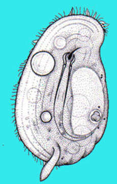 Image of Dysteriidae